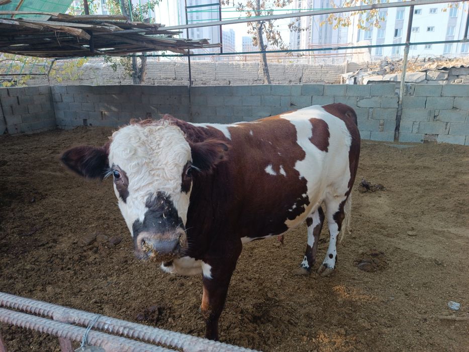 Букачалар зури бор