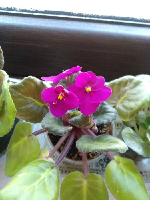Flori Violete ( inflorite )