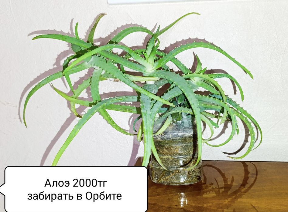 Алое аспарагус сингониум толстянка  сансевиерия хлорофитум