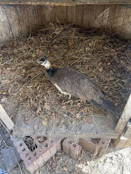 pui de paun  standard !!!