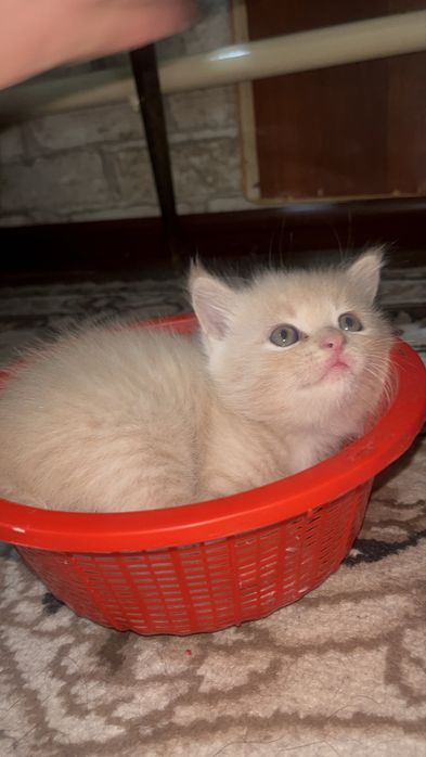 чистокровные шотландцы