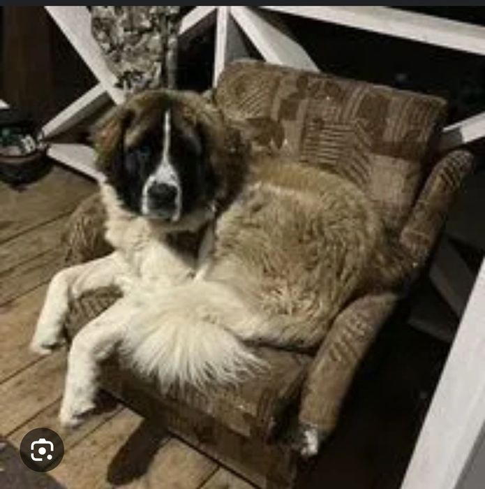 Московская сторожевая 1 год