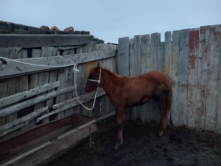 Жабагы сатылады үагашы