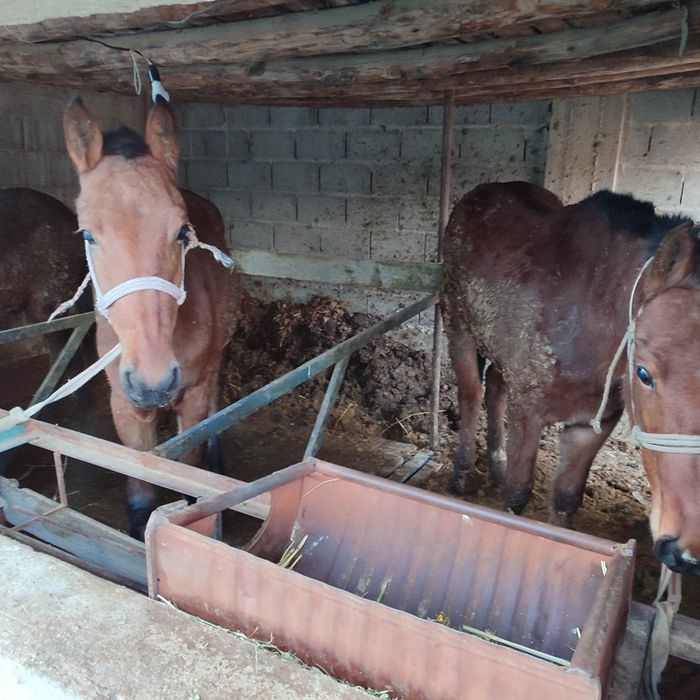 1 жастан асқан аттар сатылады