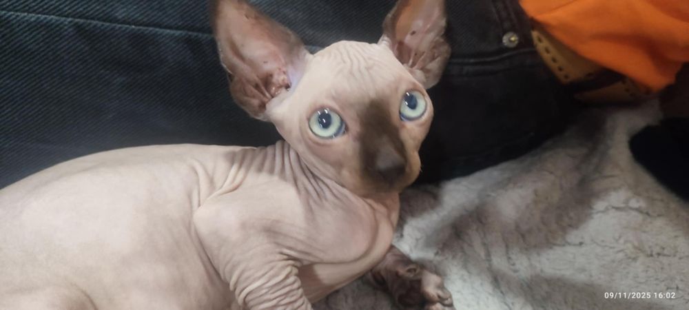 Продавам канадски сфинкс