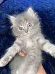 Mushuk sotiladi scottish fold