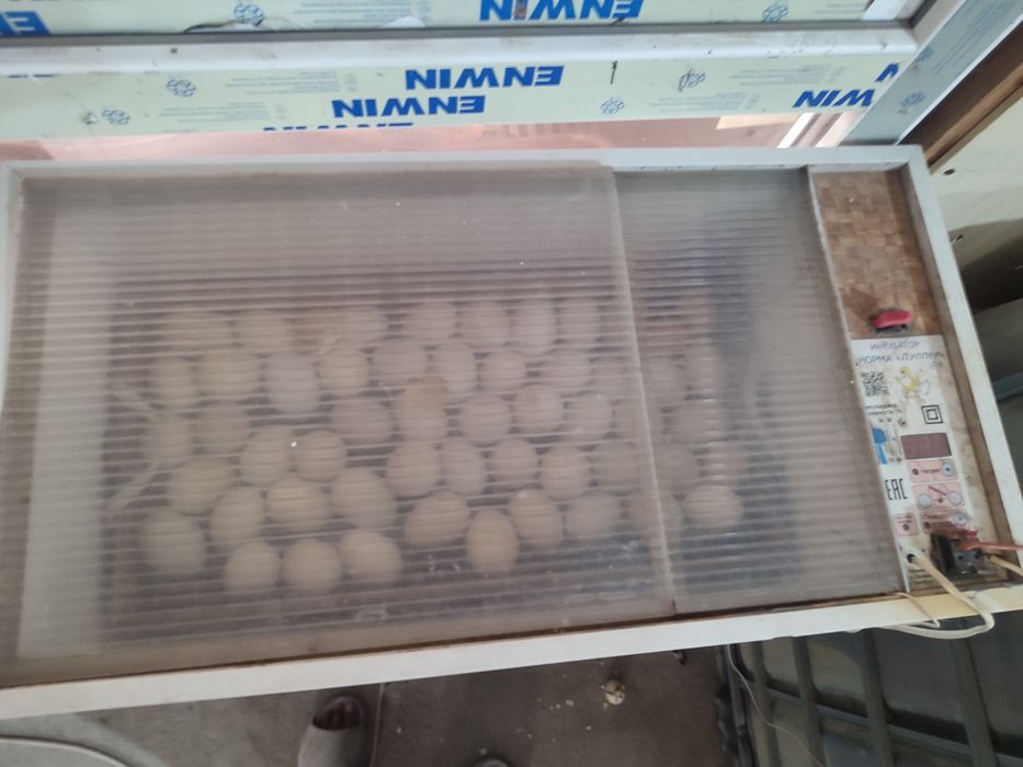 Яйцо Блиц нормал инкубатор