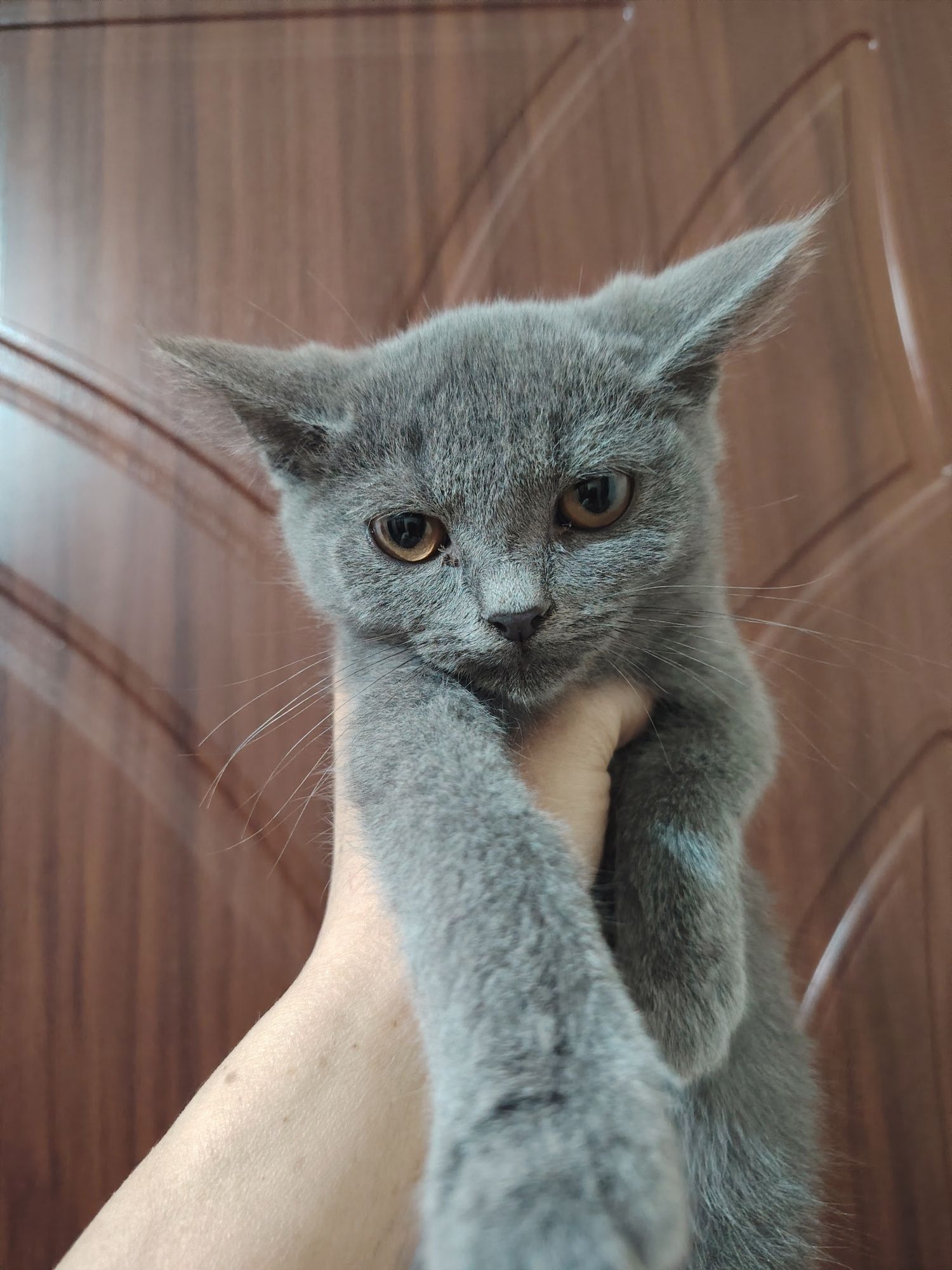 Скоттиш с рай сотилади
