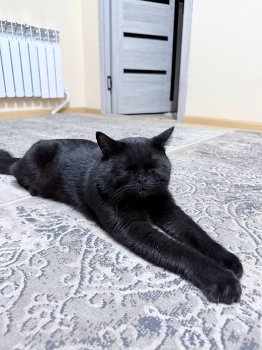 Кот британский черный