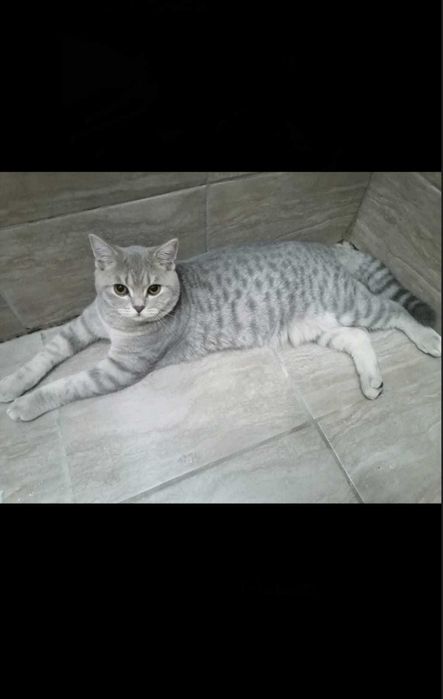 Шотландско клепоухо котенце