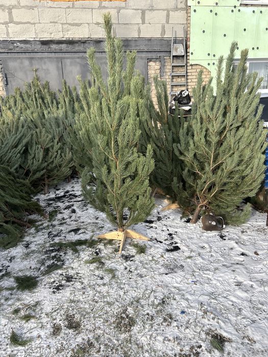 Пышные Елки к Новому Году