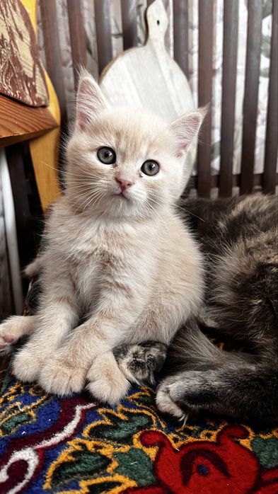 чистопородный скотиш страйт