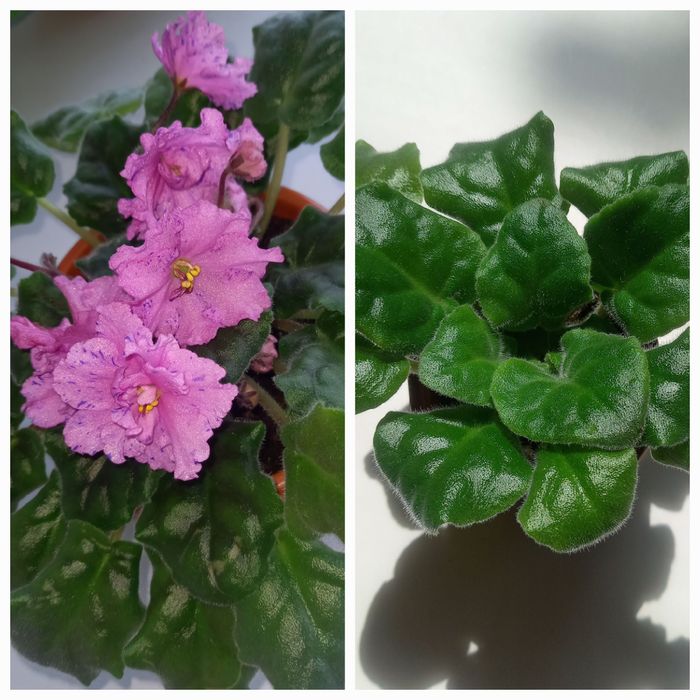 Продам розетку фиалки в стаканчике.