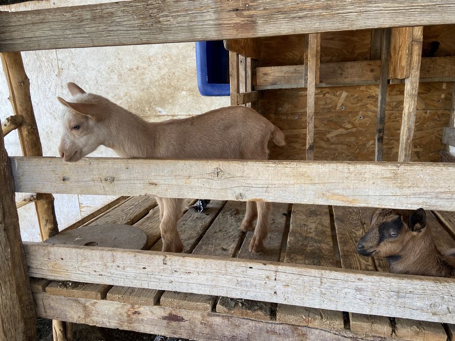 Iezi alpin francez si saneen