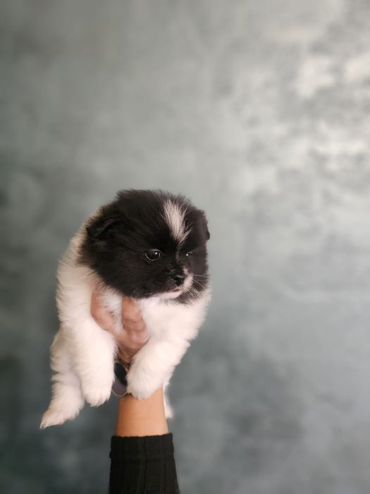 Pomeranian fetita