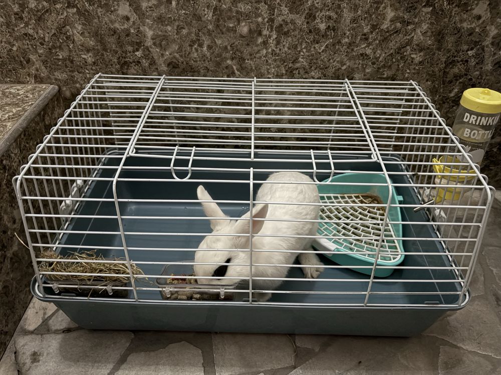 Продаю небольшой кролик, с клеткой.