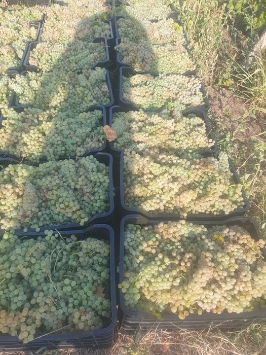 Struguri de vin proaspeți culesi direct de producator
