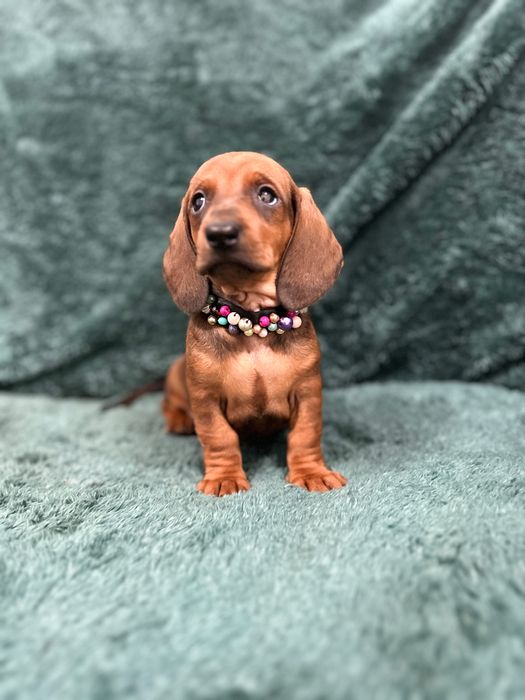 Femela teckel cu Pedigree FCI