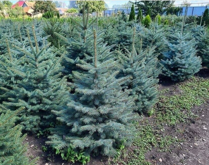 Продам саженцы голубая ель ёлка сосна липа рябина береза дуб кедр липа