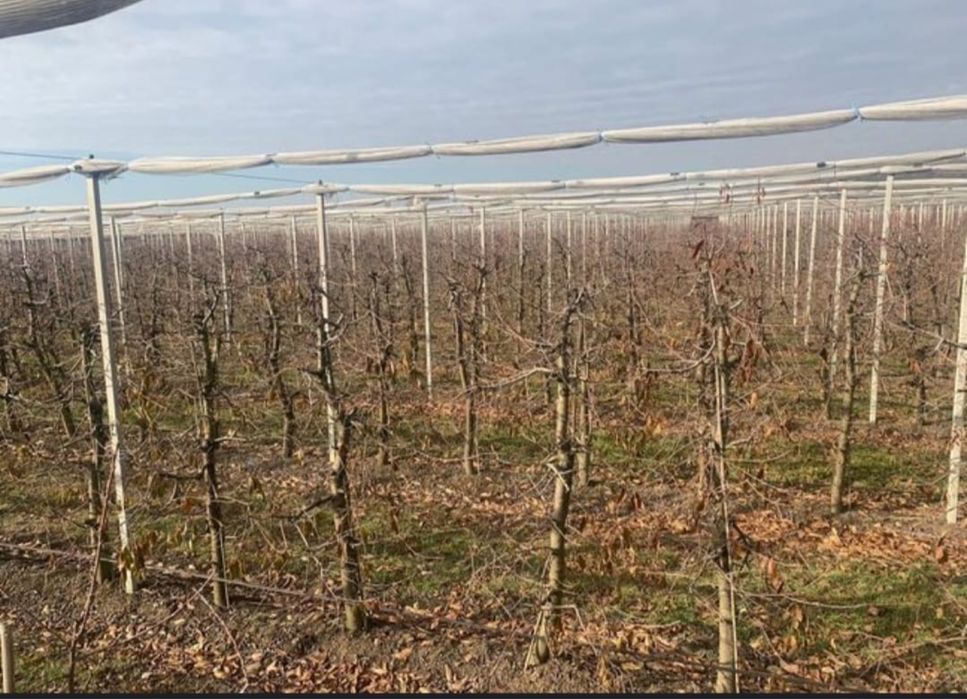 Toaletari pomi fructiferi  tranport crengi