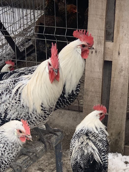 Vand cocosi din rasele: brakel,wiandotte, la bresse