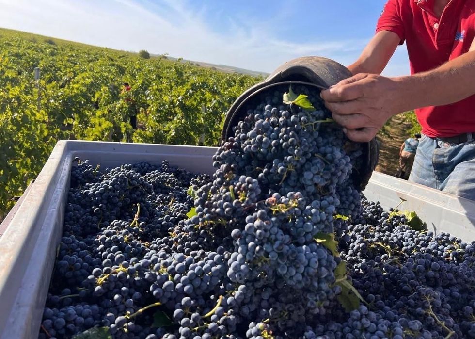 Struguri de vin soate soiurle