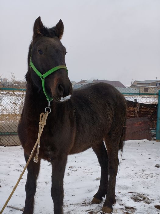 Продаю айгыра,на откорме