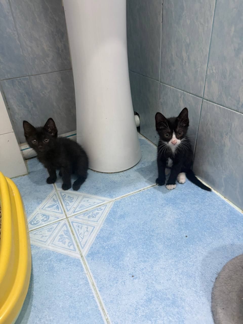 Домашние котята в добрые руки