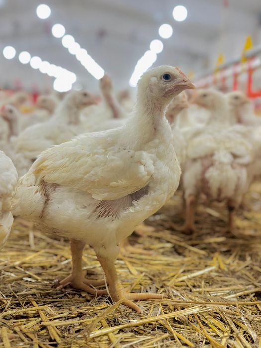 Pui de 1,2-1,3 kg. la 16 Ron / pui