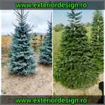 Brazi argintii/verzi plante ornamentale, tuia spiralata, palmieri 1m-6