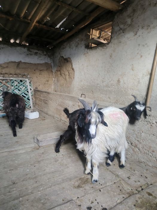 козлята 7-8 месецев