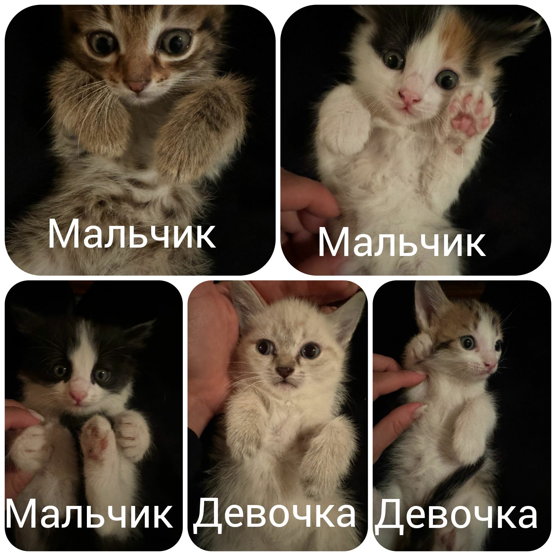 Котята в добрые руки