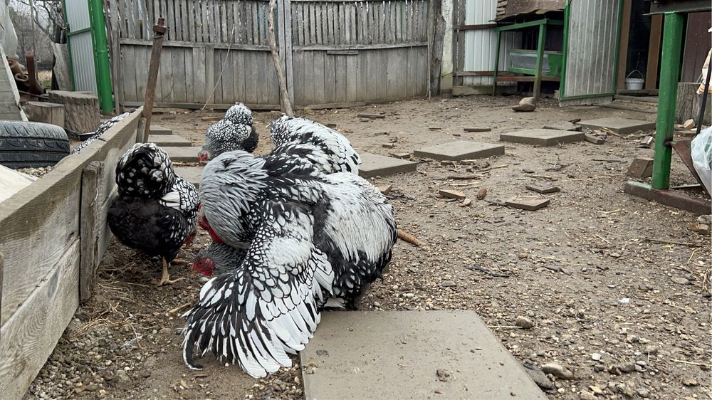 Familie Wyandotte rosu albastru auriu, GSG splash si argintiu 3+1