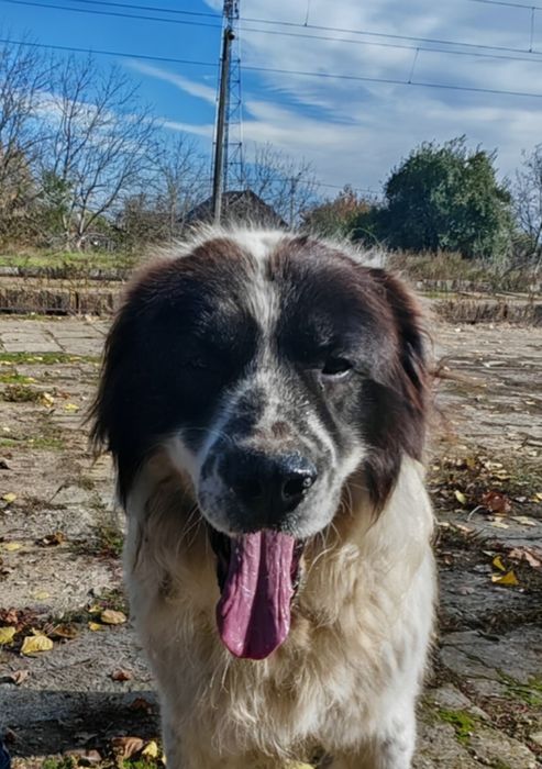 Ciobanesc de Bucovina