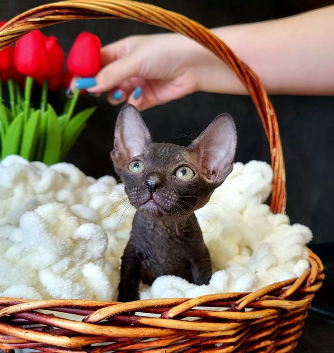 Донские Сфинксики Велюр.