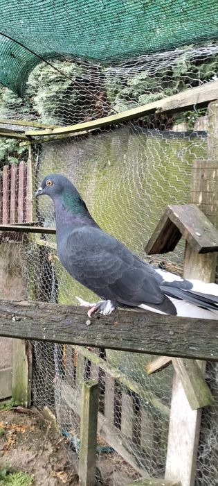 De vânzare porumbel