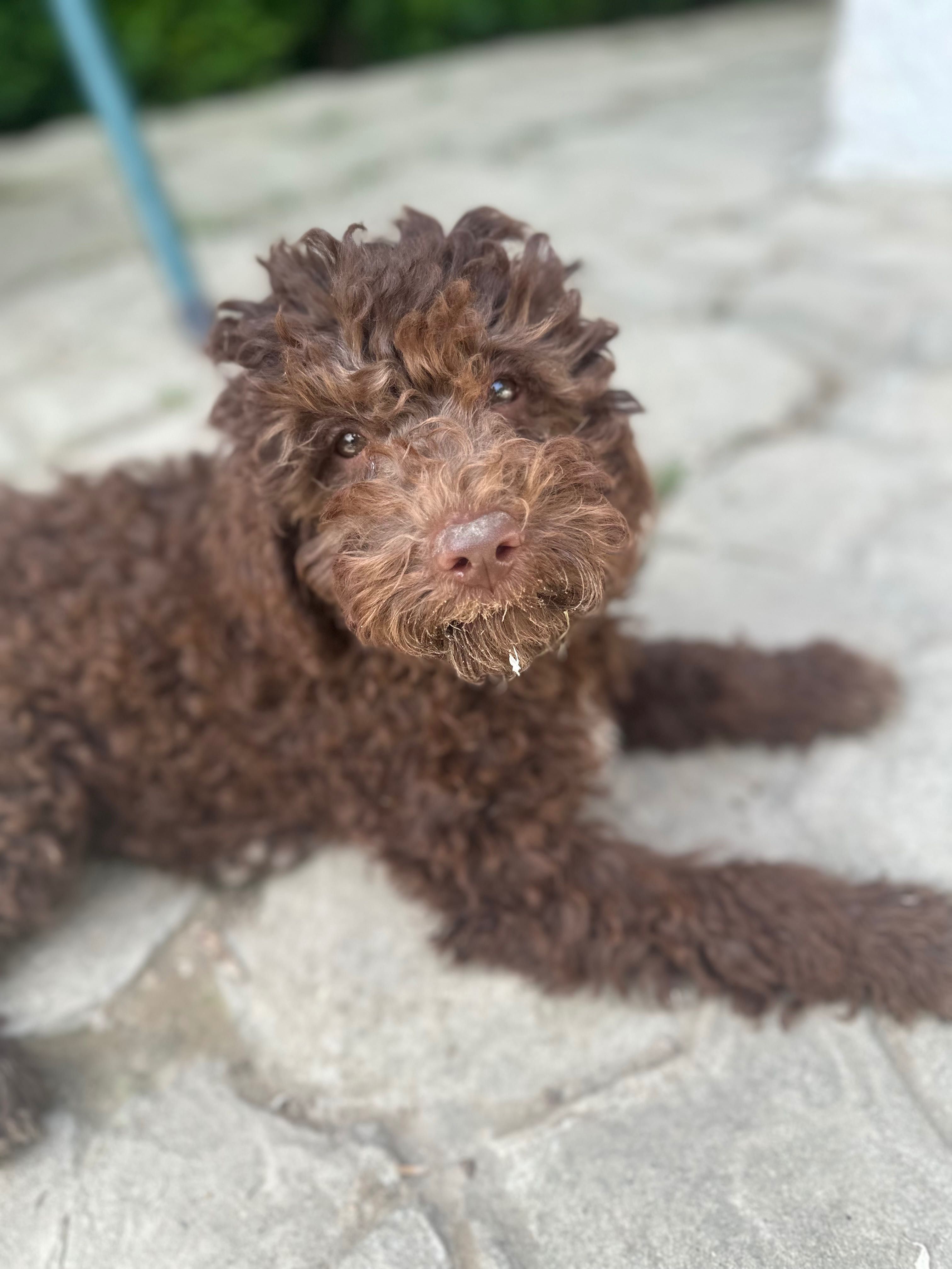 Lagotto Romagnolo