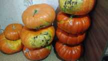 Продам домашнюю тыкву