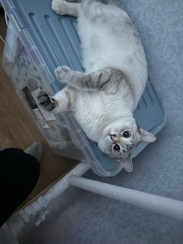 Отдам кошку ответственному человеку.