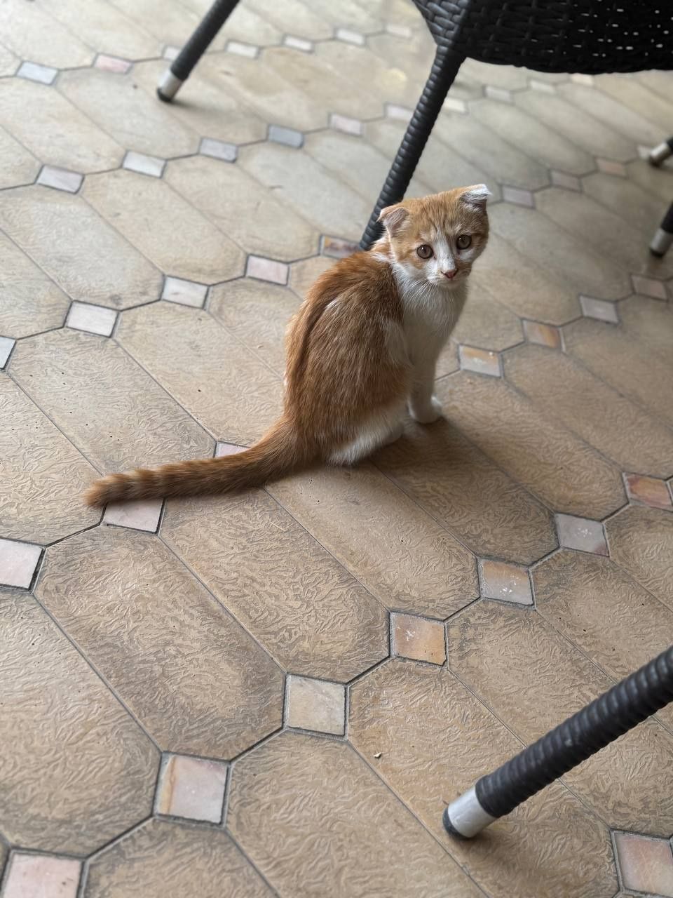 Продам котика скоттиш-фолд