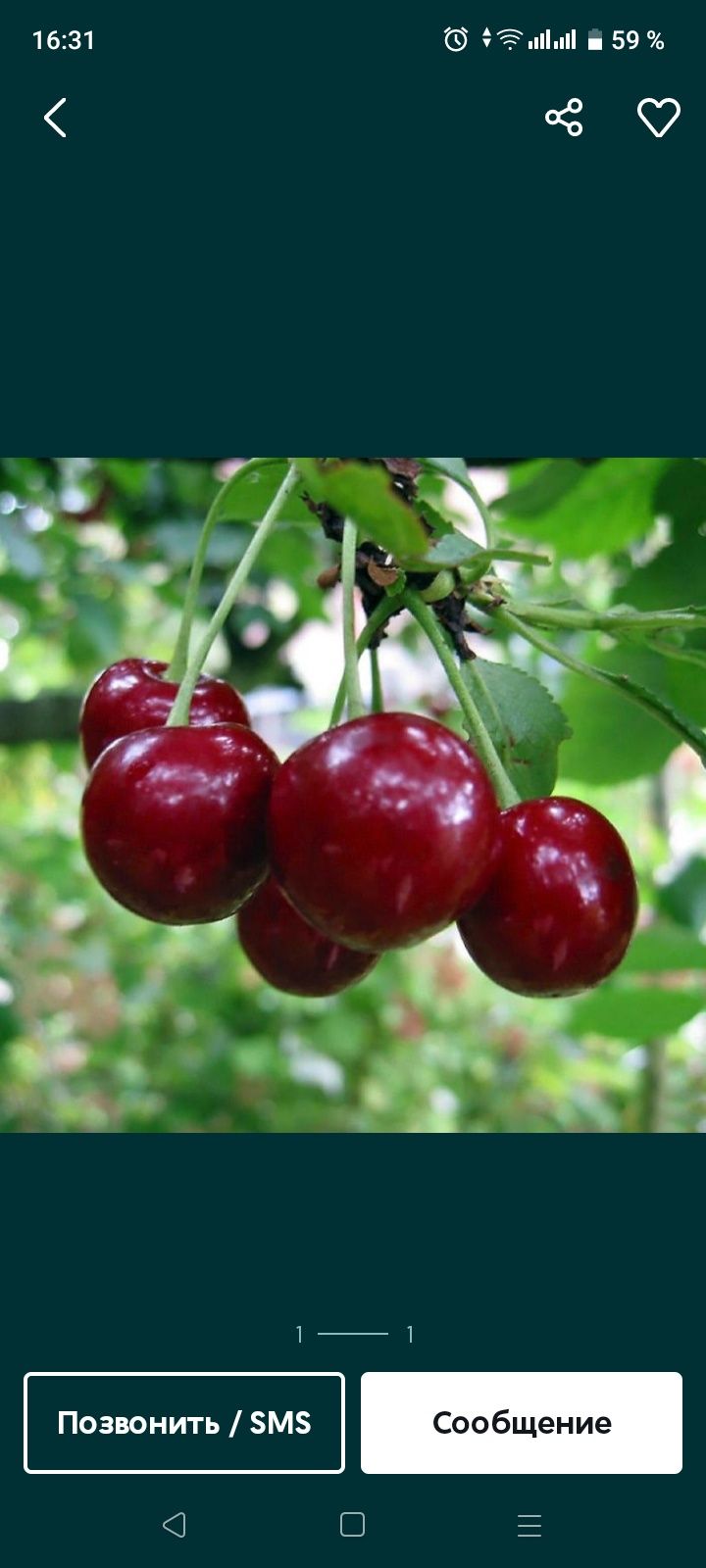 Продам спелую дачную вишню