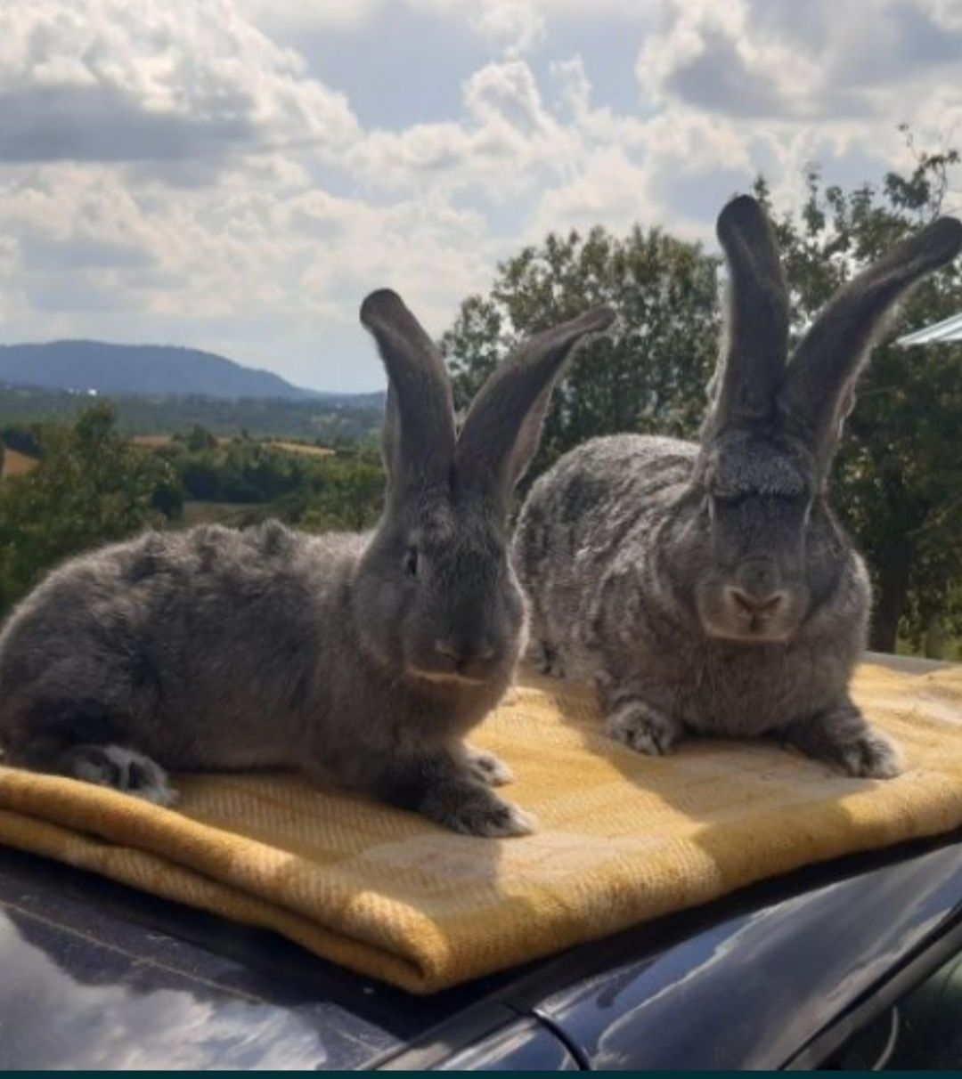 Uriaș german chinchilla cu pedigree