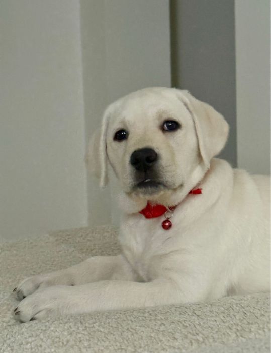 Labrador cu pedigree FCI