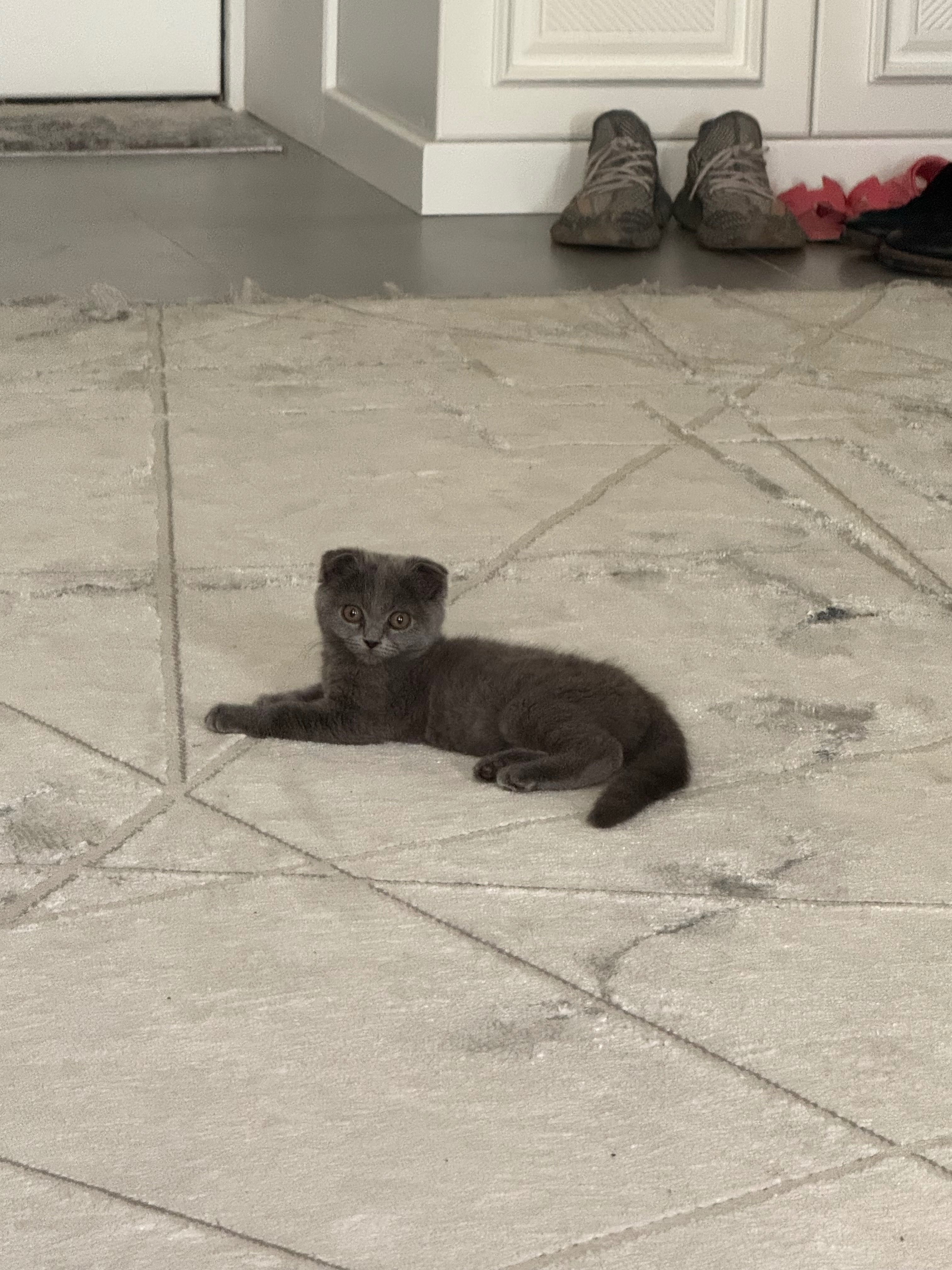 Scottish Fold Cat Pishakcha Mushukcha
