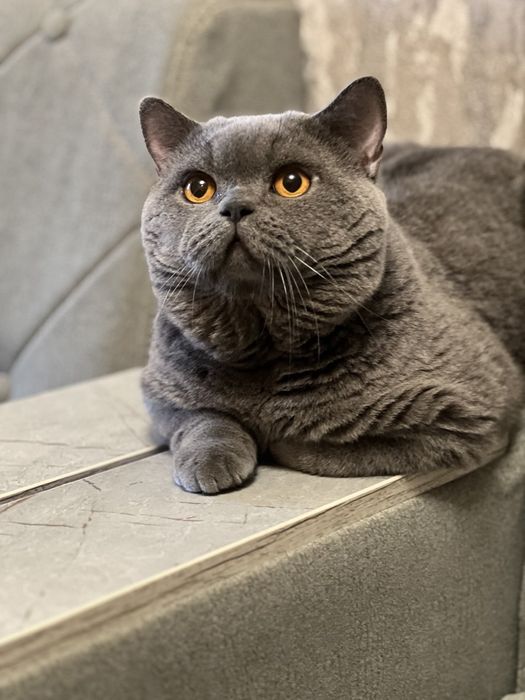 Вязка!  Чистокровный британский кот,  shorthair.