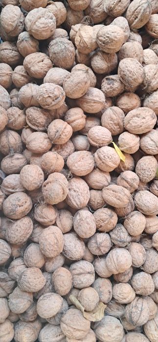 Nuci miez calitatea 1