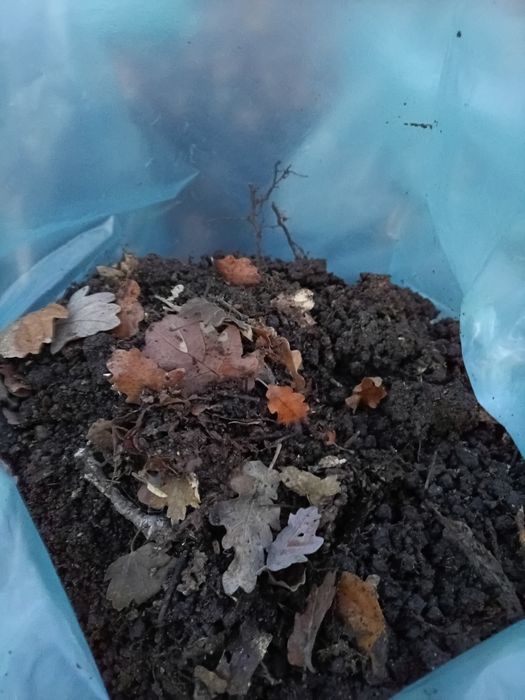 Pământ vegetal pădure