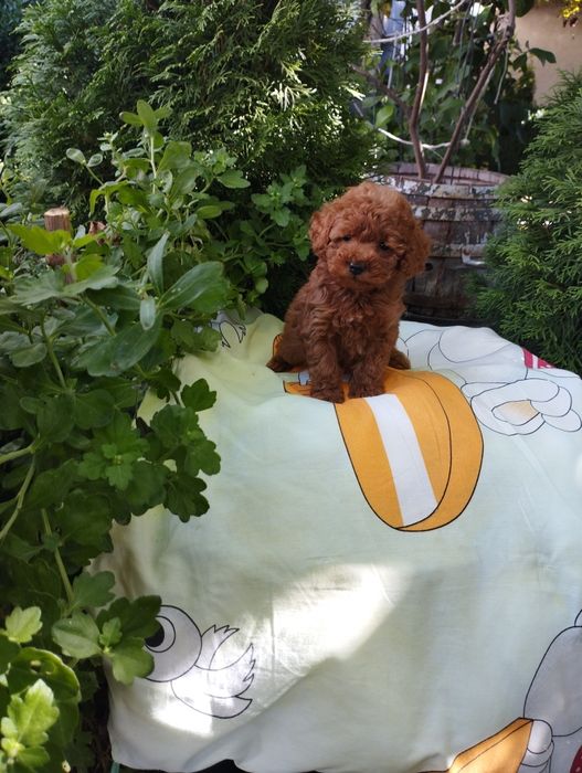 Той Пудел/Poodle Toy.