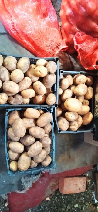 Картофель местный