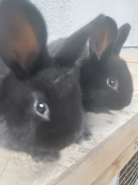 Продаются крольчата кролики куен болалари.  КОРА ШАХЗОДА.